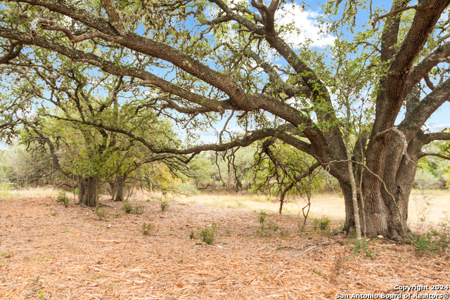 Image 5 of 21 For 00 Antler Forest