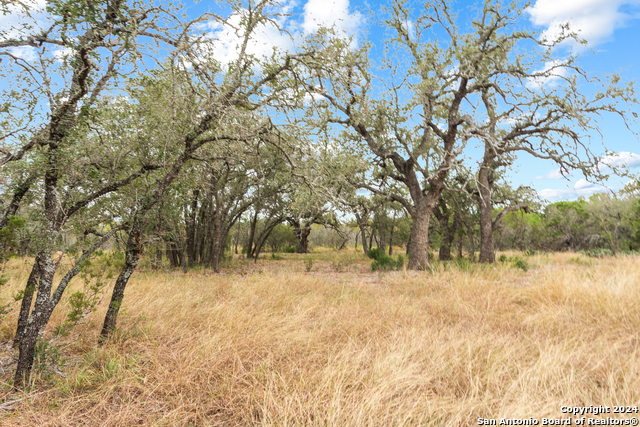 Image 9 of 21 For 00 Antler Forest