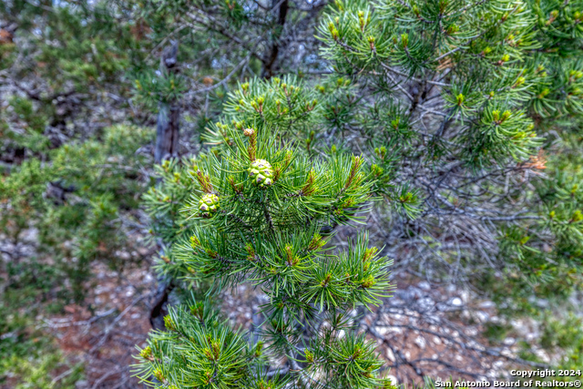 Image 40 of 41 For 824 S Pinon Loop