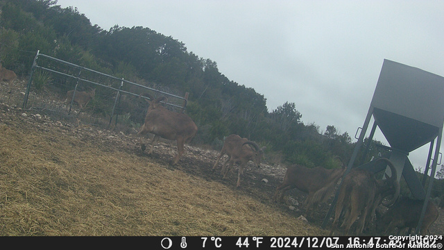 Listing photo id 63 for Tbd Dolan Creek Rd