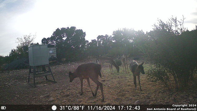 Listing photo id 70 for Tbd Dolan Creek Rd