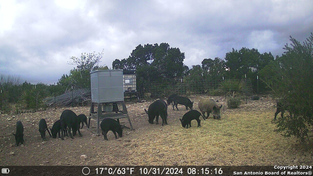 Listing photo id 73 for Tbd Dolan Creek Rd