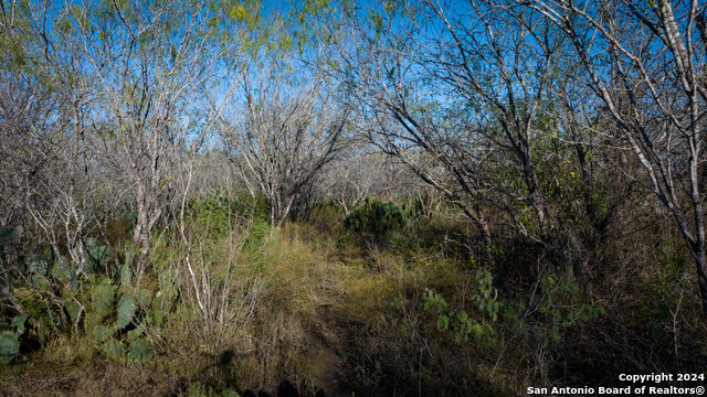 Listing photo id 17 for Tbd Highway 1604