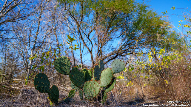 Listing photo id 30 for Tbd Highway 1604