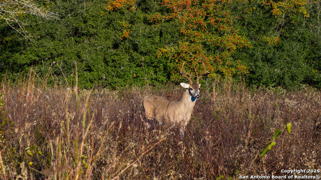 Listing photo id 7 for 000 Hagan Mott Rd