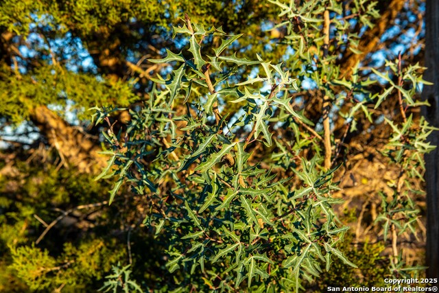 Image 21 of 39 For 000 Winecup Dr.