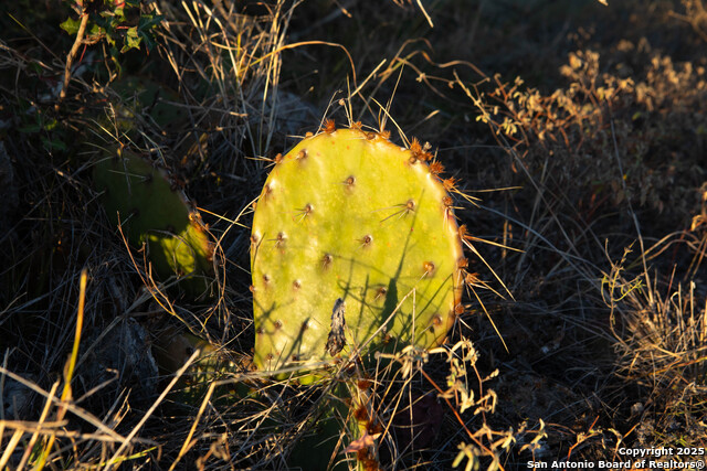 Image 23 of 39 For 000 Winecup Dr.