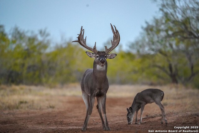 Image 101 of 120 For 9239 Fm 133  