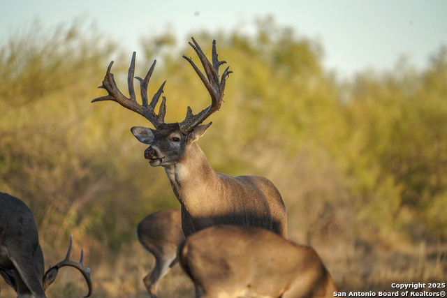 Image 95 of 120 For 9239 Fm 133  