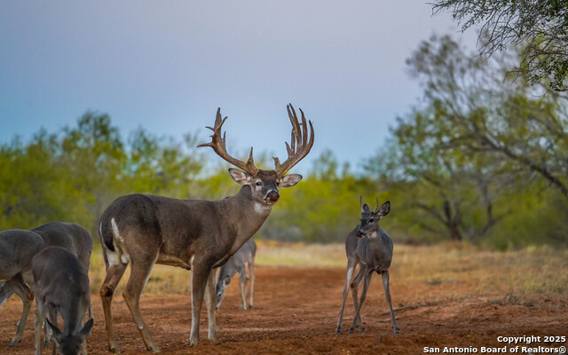 Image 98 of 120 For 9239 Fm 133  