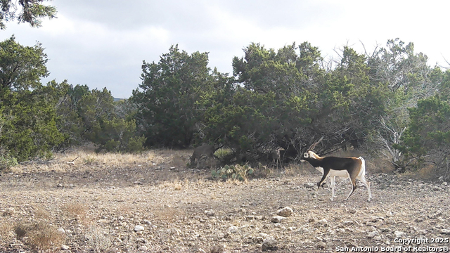 Listing photo id 28 for 772 Sd 29150