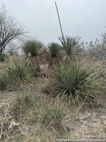 Listing photo id 9 for 00 County Road 153 S