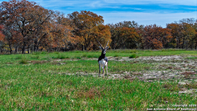 Listing photo id 35 for Tbd S State Hwy 123