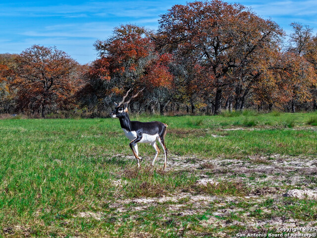 Listing photo id 36 for Tbd S State Hwy 123