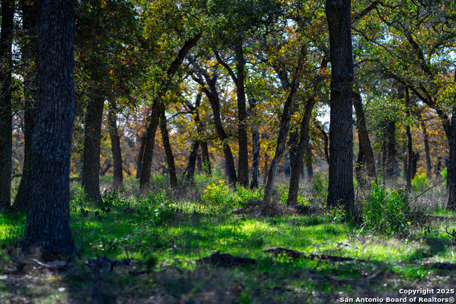 Listing photo id 37 for Tbd S State Hwy 123