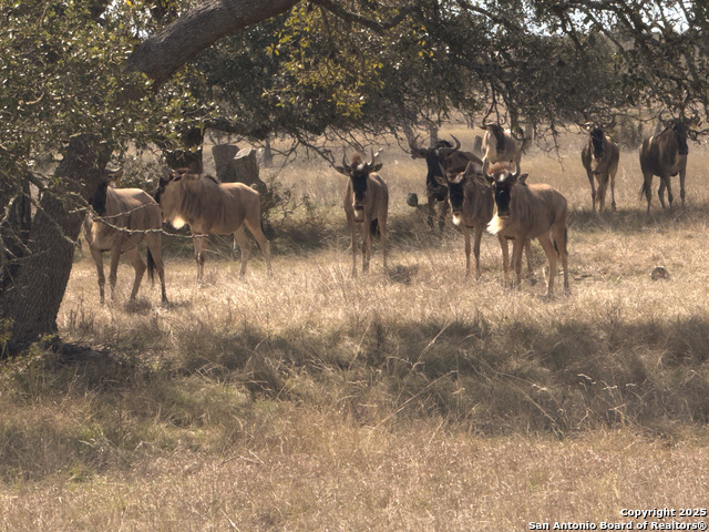 Image 6 of 11 For Lot 65 Pack Saddle Dr