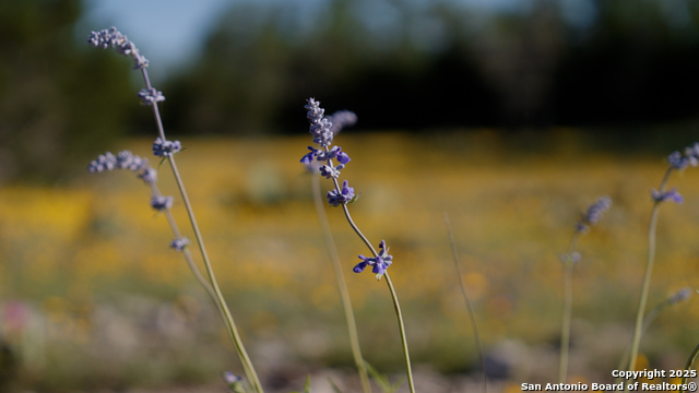 Image 16 of 36 For 00 Fm 479  