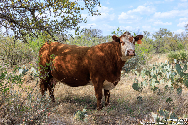 Image 31 of 53 For 4632 Onion Creek Road