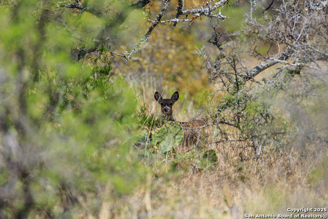 Image 5 of 53 For 4632 Onion Creek Road