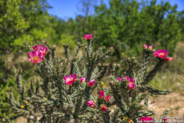 Image 44 of 62 For 256 Persimmon Point