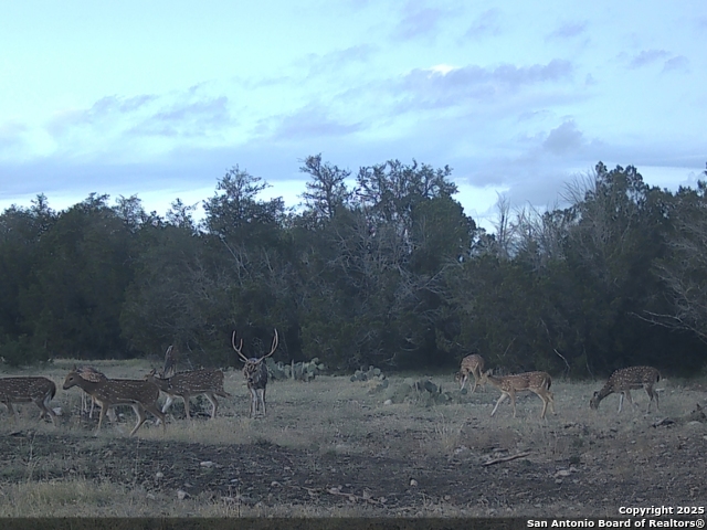 Listing photo id 6 for Tbd West Nueces Ranch, Lot 20