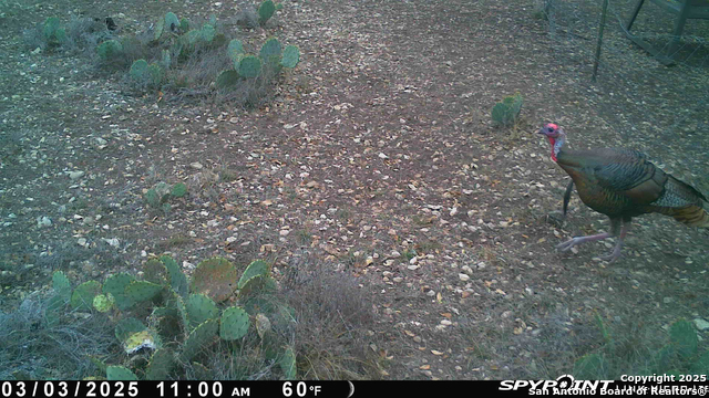 Listing photo id 61 for Tbd Cr 121  