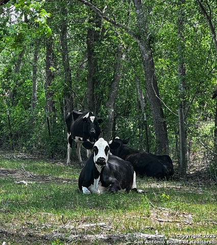 Image 16 of 32 For 304 County Road 6611