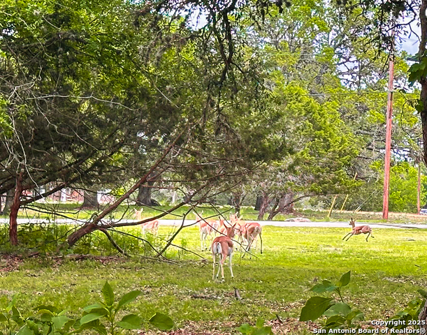 Image 12 of 18 For Lot 12 Brown Saddle