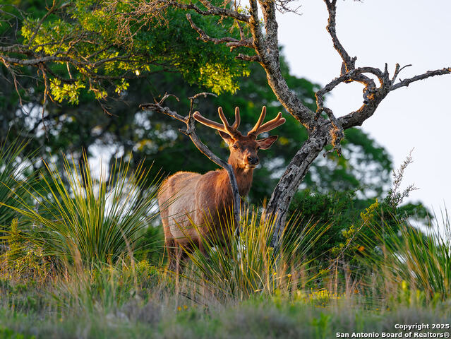 Image 12 of 20 For Lot 73 Red Stag