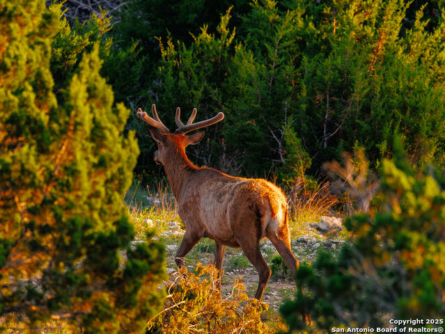 Image 13 of 20 For Lot 73 Red Stag