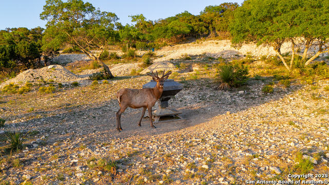 Image 16 of 20 For Lot 73 Red Stag