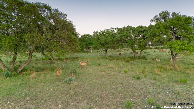 Image 17 of 20 For Lot 73 Red Stag