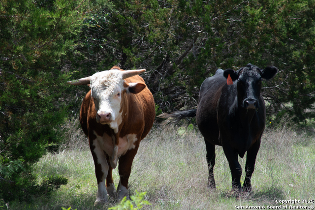 Image 8 of 26 For 287 County Rd 2722