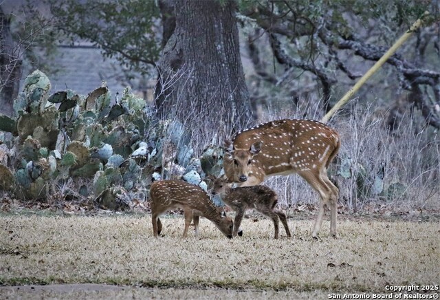 Listing photo id 65 for 100 Glen Lakes Ct W