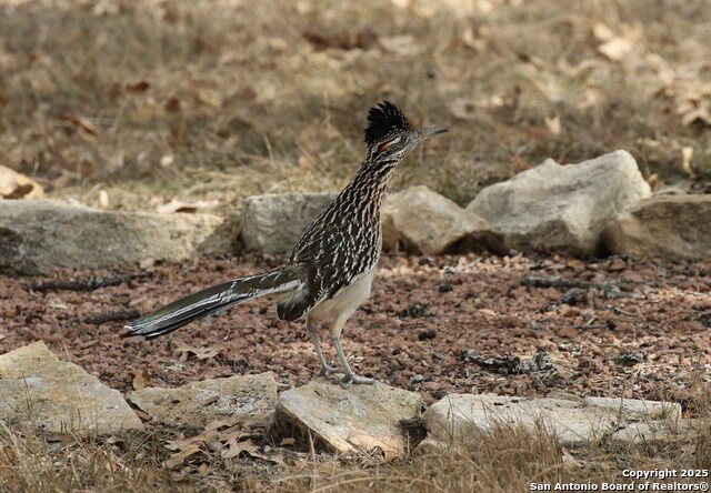 Listing photo id 71 for 100 Glen Lakes Ct W