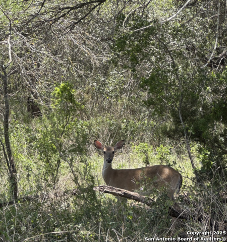 Image 8 of 9 For Tbd Gilder St. Gilder