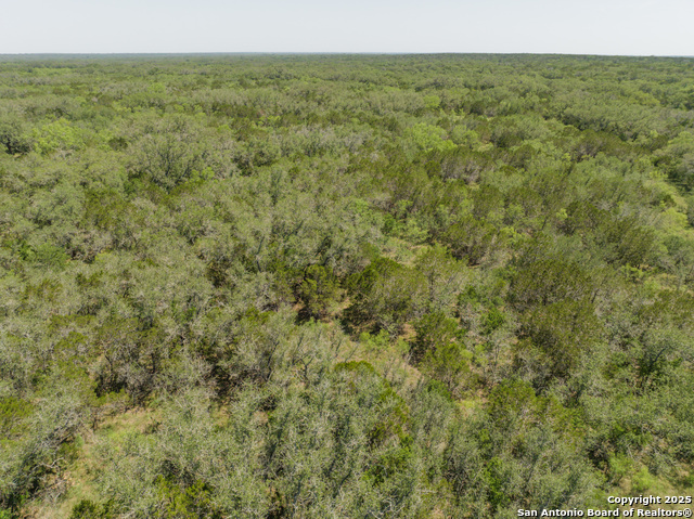 Image 14 of 18 For Lot 47 Antler Forest
