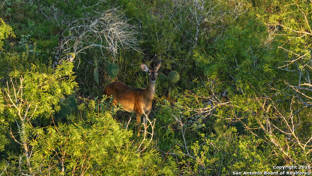 Image 14 of 19 For 000 Leal Road