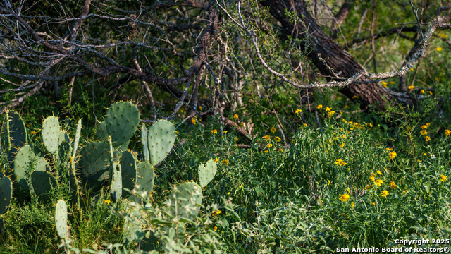 Image 2 of 19 For 000 Leal Road