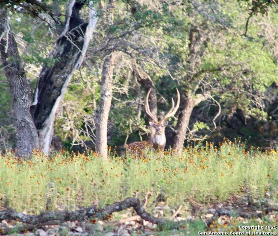 Listing photo id 7 for 149 Bloodhound