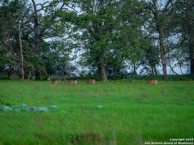 Image 28 of 50 For 7417 Nockenut