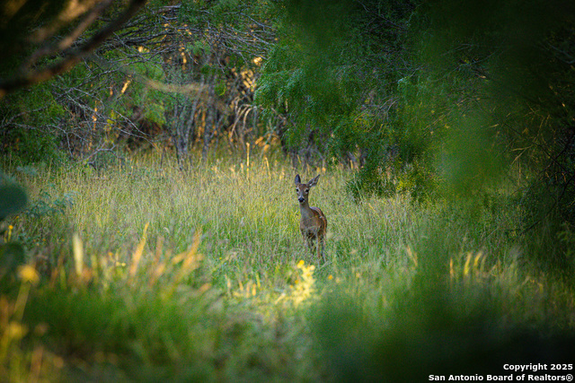 Listing photo id 0 for 6266 Highway 281