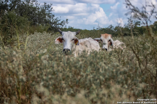 Image 27 of 49 For 000 Fm 766