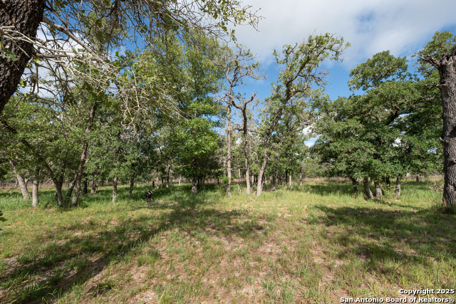 Image 8 of 52 For 305 Shorthorn