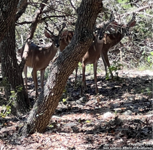 Listing photo id 0 for 1118 Stagecoach Dr