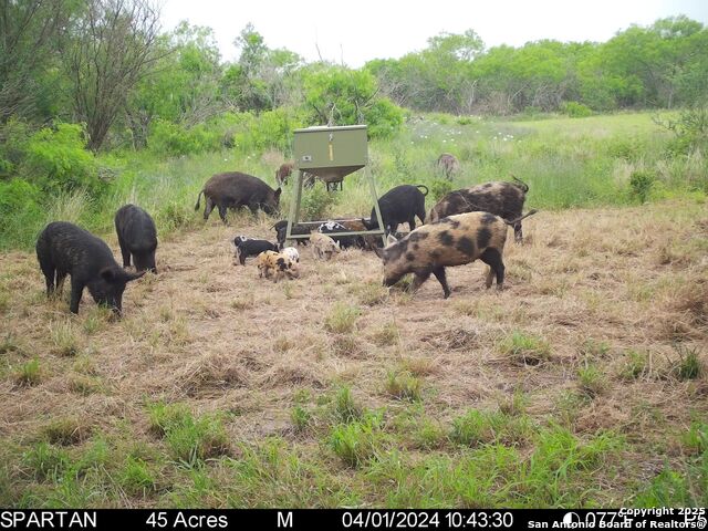 Image 6 of 30 For 3305 Cr 129  