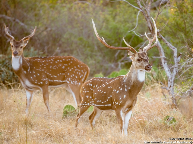 Details for Lot 29 Vaquero Pass, Boerne, TX 78006