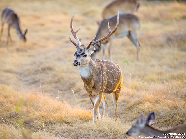 Listing photo id 22 for Lot 29 Vaquero Pass