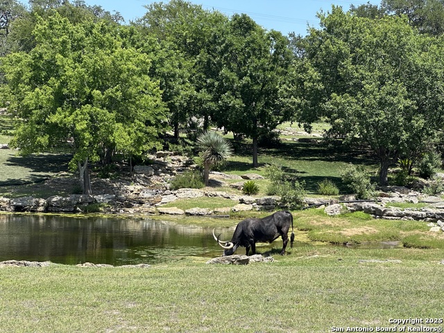 Image 9 of 11 For 3 Thunder Verde