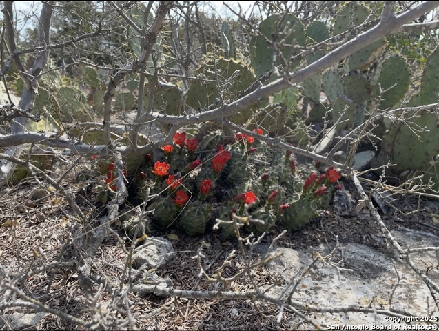Listing photo id 4 for 0000 Rocksprings
